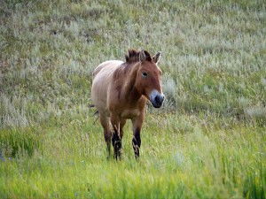 Przewalski-Pferd Przewalski-Pferd