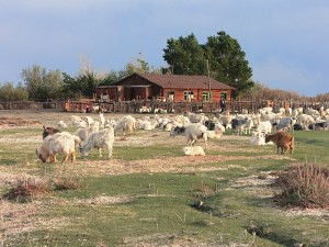 Goats Goats